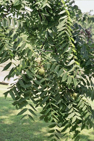 Leaves and nuts grow on black walnut branch.