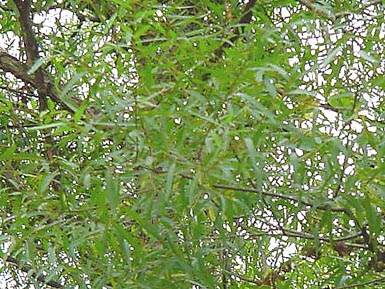 Leaves grow from black willow tree branch.