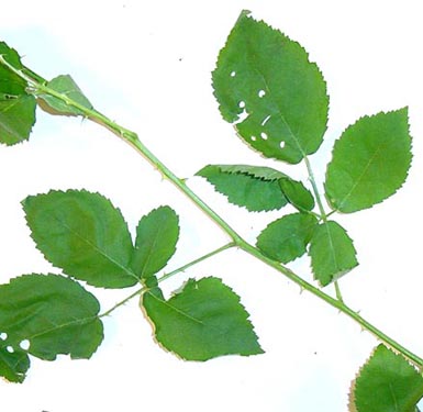 Close-up of leaves from blackberry plant.