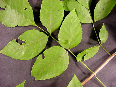 Several green leaves attached to blue ash stem lie on black background.