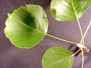 Three green leaves grow from stem on black background.