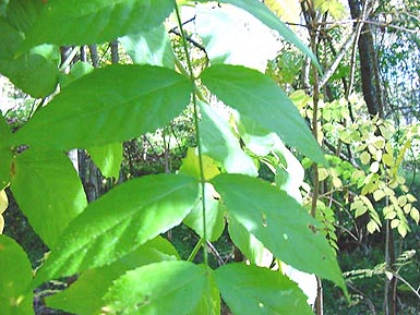 Close-up of green leaves on steam in wooded area.