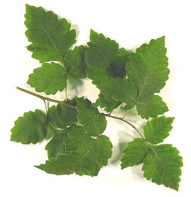 Green leaves grow on branch of fragrant sumac.