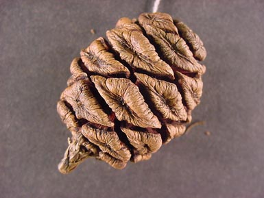 Pine cone from giant sequoia sits on dark background.