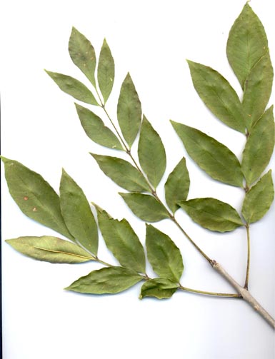 Green leaves attached to green ash stem lie on white background.