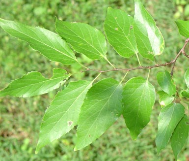 Green leaves grow on hackberry tree above ground.