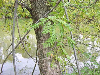 Tree grows beside creek.