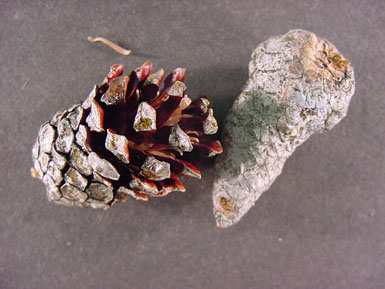 Two jack pine cones lie on gray background.