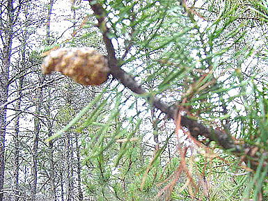 Needles and cone grow from jack pine.