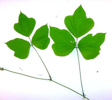 Close-up of leaves from kudzu plant.