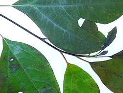 Seven green leaves grow on stem in front of white background.