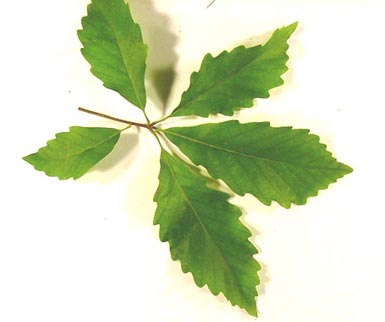 Five green leaves grow on stem sitting on white background.