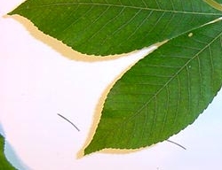 Two green leaves sit on white background.