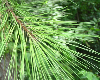 Needles grow from loblolly pine.