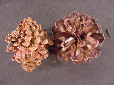 Lodgepole pine cones lie on black background.