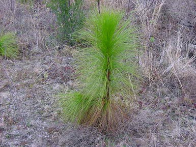 Longleaf pine growing.