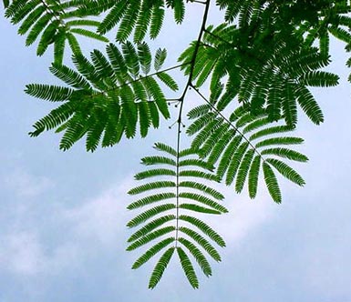 Green leaves grow on mimosa plant with blue sky in background.