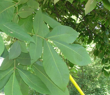 Leaves grow on mockernut hickory branch in wooded area.