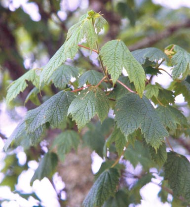 Leaves hang from mountain maple tree branch.