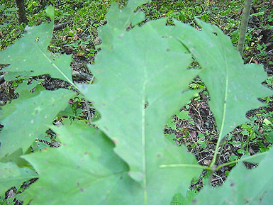 Close-up of green leaves in front of wooded background.