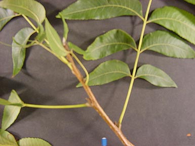 Leaves grow on branch of pecan tree in front of gray background.