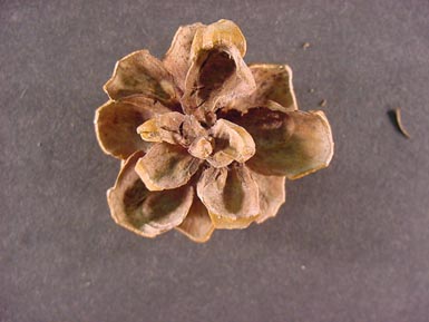 Pinyon pine cone lies on gray background.