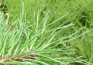 Needles grow from pitch pine tree