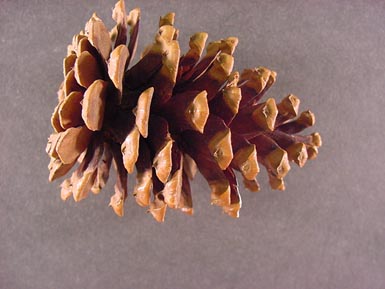 Ponderosa pine cone lies on gray background.