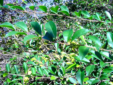 Leaves grow from branches of privet.