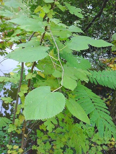 Green leaves grow on stem from red mulberry tree.