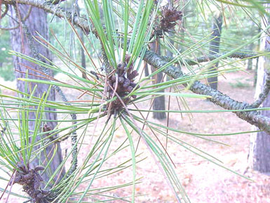 Needles grow from red pine in wooded area.