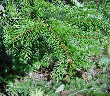 Needles grow on branch from red spruce.