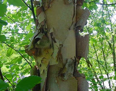 Bark peels from river birch tree.