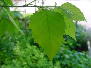 Green leaves grow from river birch stem over ground.