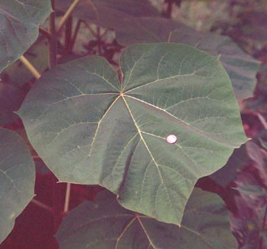 Large, dark green leaf grows from royal paulownia tree.