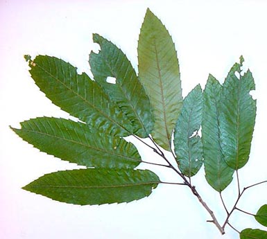 Ten green leaves attached to sawtooth oak stem lie on white background.