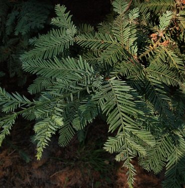 Needles grow off coastal redwood branch.