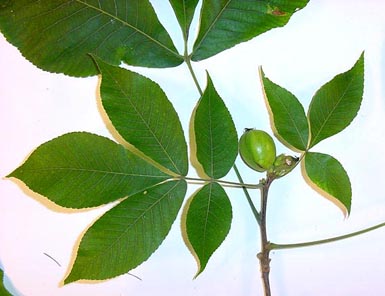 Close-up of shagbark hickory leaves and nuts.