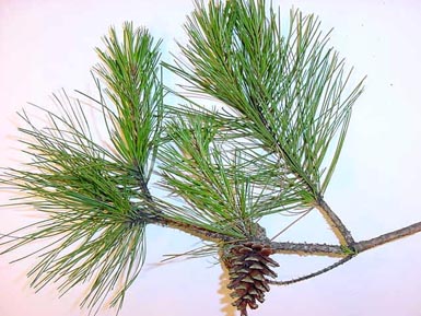 Branch holding needles and cone from shortleaf pine lie on white background.