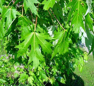 Leaves and branches of silver maple hang down in the sun.