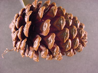 Slash pine cone lies on gray background.