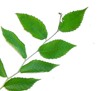 Seven green leaves grown on slippery elm stem.