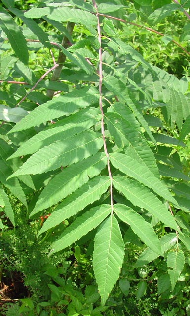 Green leaves grow on smooth sumac plant in sunshine.