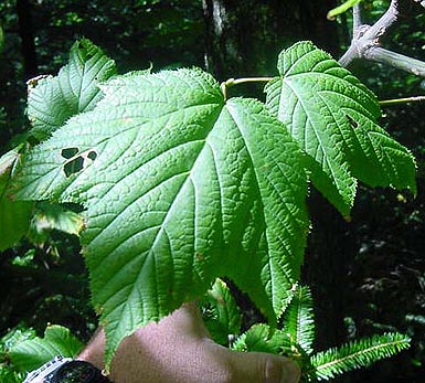 Close-up shows leaves hanging from striped maple branch.