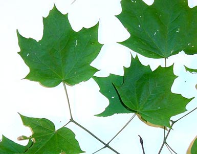 Green leaves and stems from super maple lie on white background.