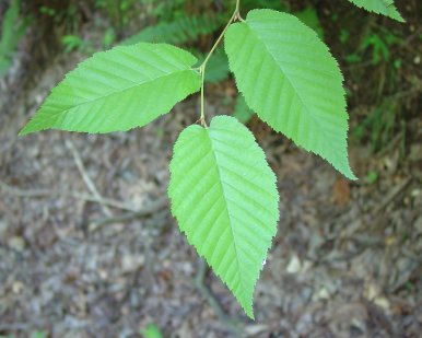 Three green leaves grow from sweet birch steam above ground.