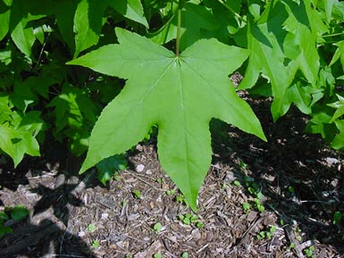 Sweetgum tree leaves hang above ground.