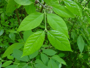 Sweetshrub leaves grow from stem of the shrub.