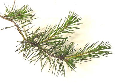 Branch with needles from table-mountain pine its on white background.