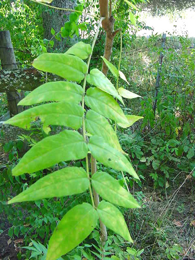 Close-up of tree branch with leaves in front of other plants.